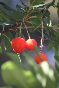 Strawberry Tree | bellesidees.wordpress.com